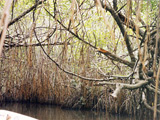 mangroven